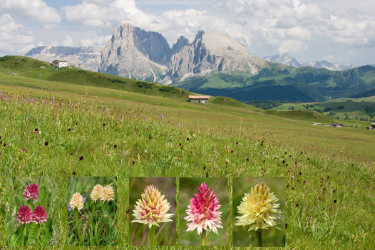 © 2025 Heimatpflegeverband Südtirol